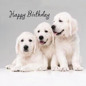 Happy Birthday card with golden retriever puppies
