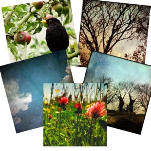 Pack of 5 assorted Greeting Cards
